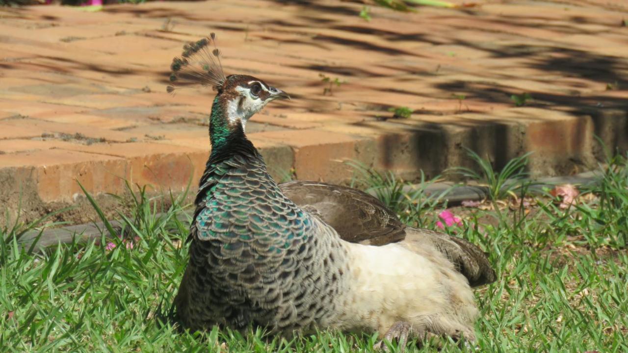 Matsapha Dwaleni Farm Lodge מראה חיצוני תמונה